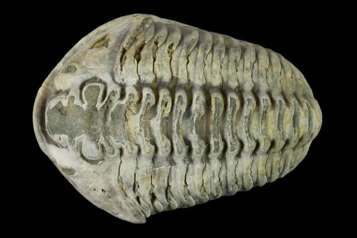 Bargain, Flexicalymene Trilobite - Mt Orab, Ohio #133912